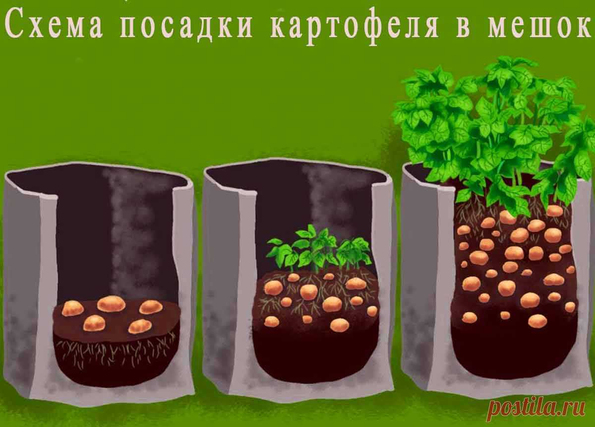Картофель в мешках, бочках, пакетах и ящиках — урожай для ленивых. особенности выращивания. фото — ботаничка