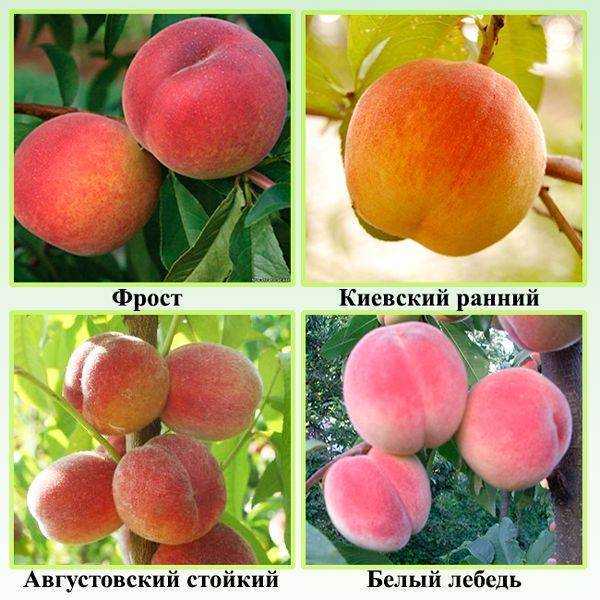 Персик киевский ранний описание сорта фото отзывы посадка и уход