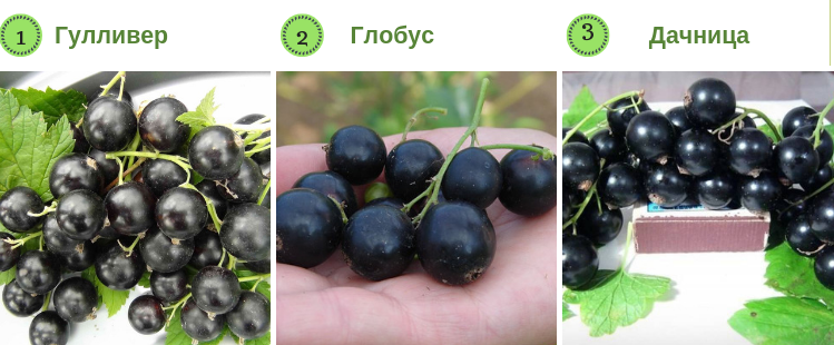 Когда собирать ягоды лесные и садовые: сроки сбора, ягодный календарь по месяцам