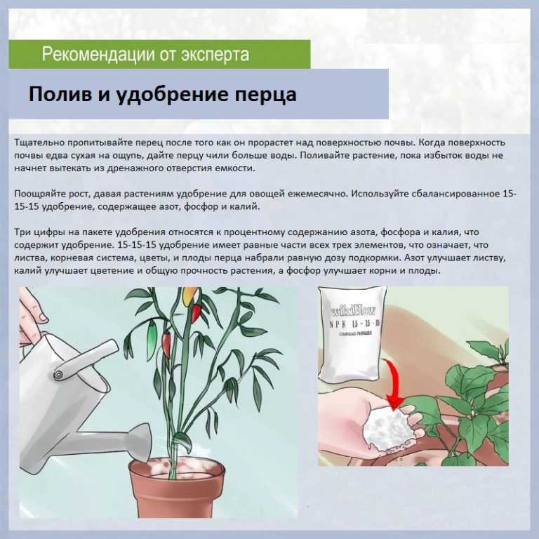 Полив перца в открытом грунте и теплице: как правильно и часто поливать перец
