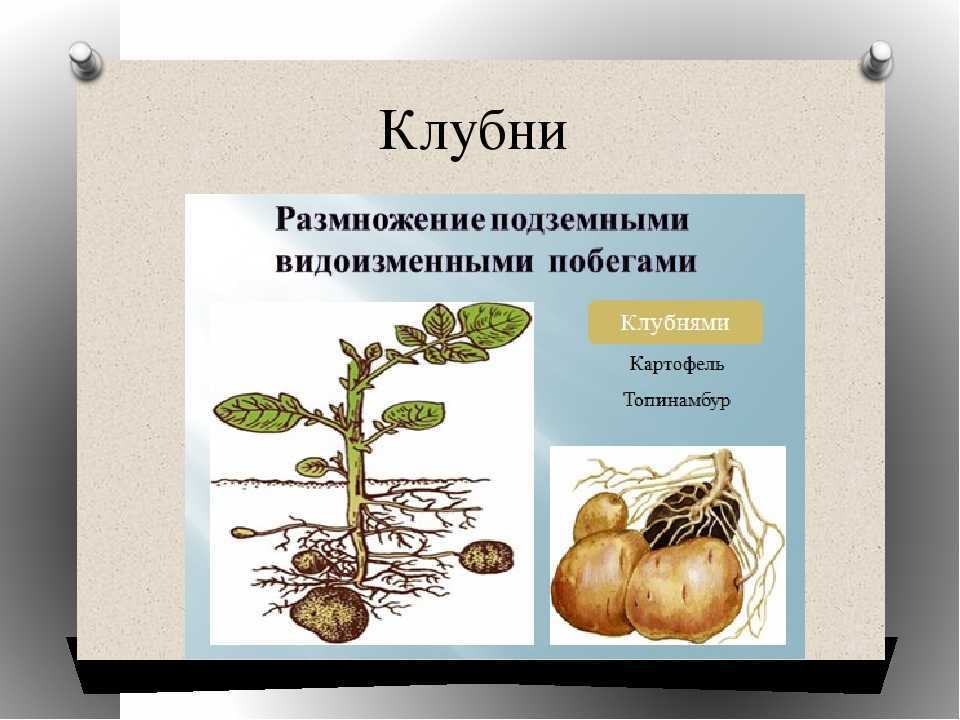 Способы интенсивного размножения картофеля: получение суперэлиты