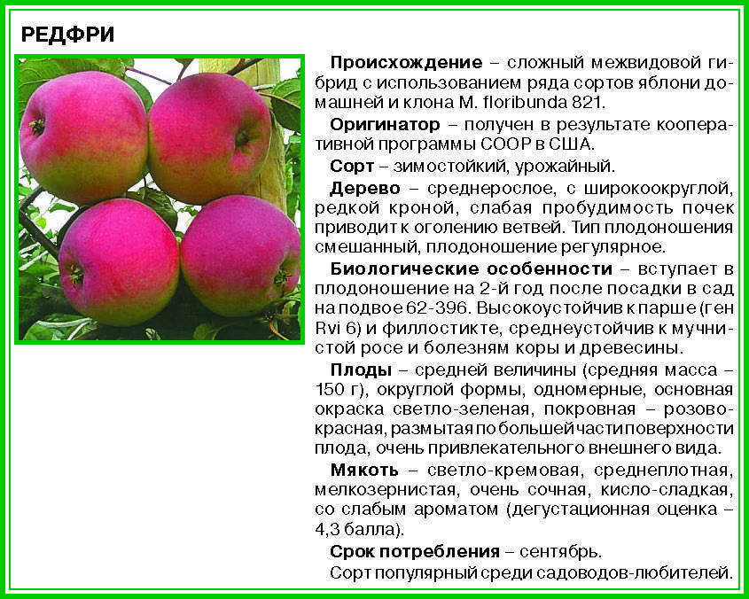 Яблоня пепин шафранный: особенности и описание сорта, посадка и уход за шафраном