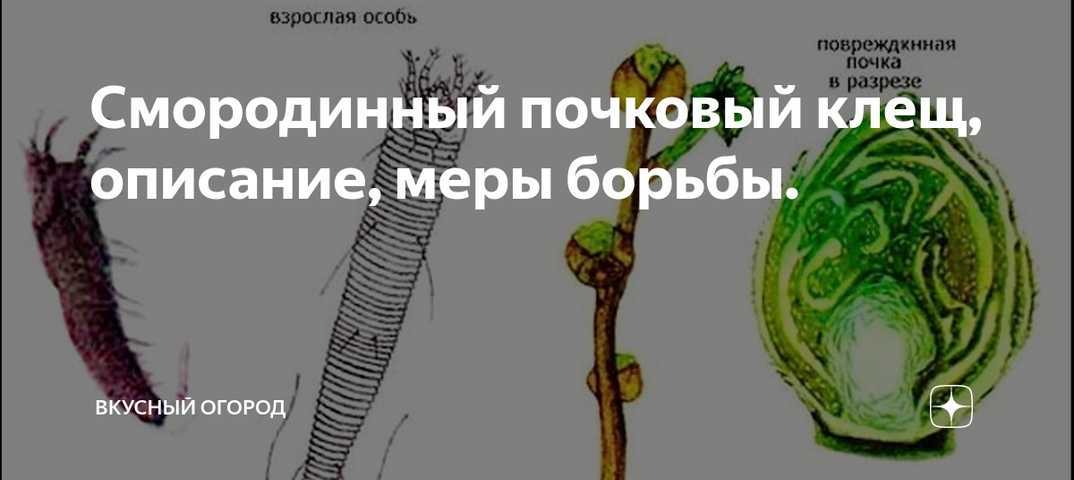 Клещ паутинный на смородине: как бороться весной и во время созревания ягод, опасны ли почковые клещи и есть ли меры защиты от них