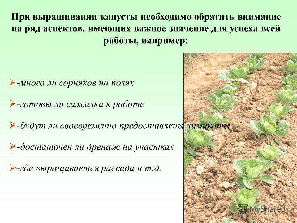 Как вырастить рассаду капусты дома на подоконнике
