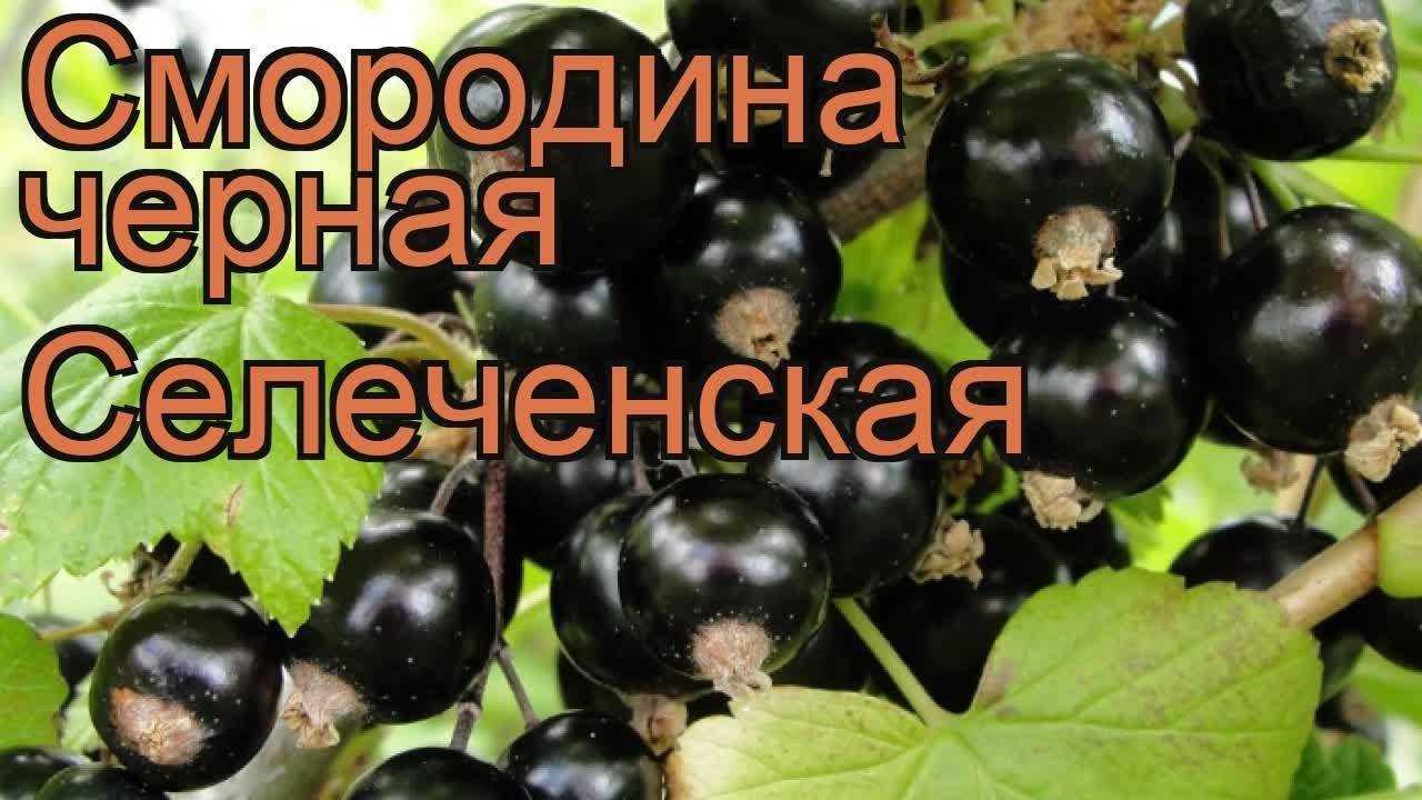 Черная смородина селеченская, селеченская 2: описание сорта, фото, отзывы