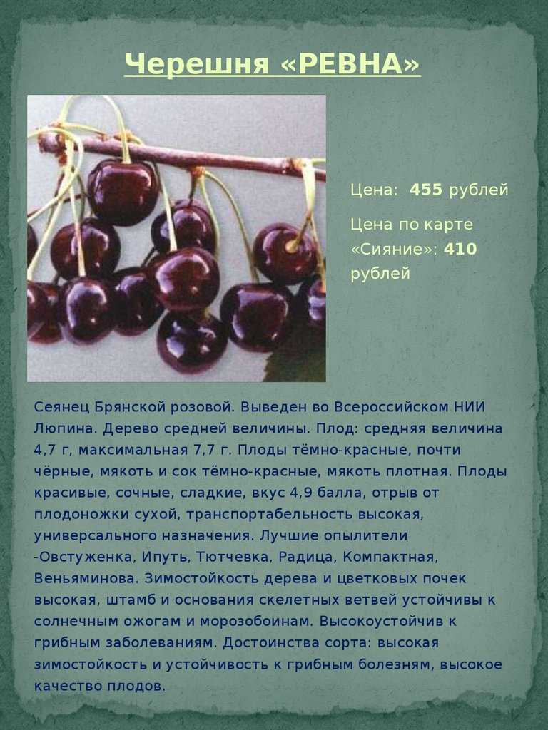 Черешня ипуть: описание и характеристика сорта, достоинства и недостатки, особенности посадки и ухода с фото и отзывами