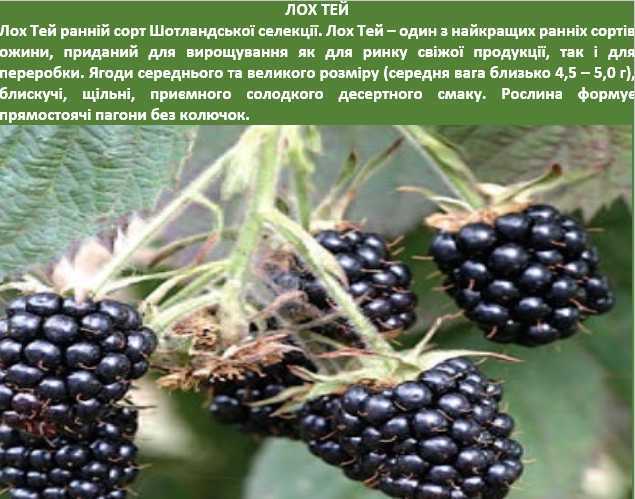 Ежевика бесшипная: посадка и уход, сорта без шипов, размножение