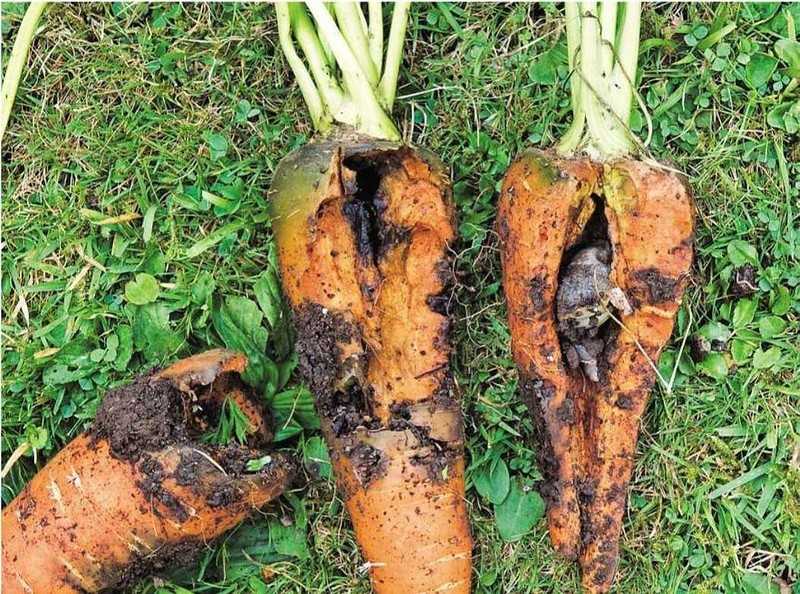 Болезни моркови: описание и лечение заболеваний, как бороться с вредителями, их фото, тля, плесень, способы защиты от фузариоза и альтернариоза, народные методы