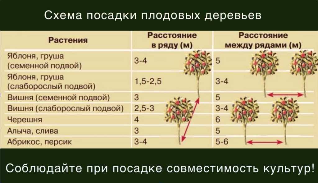 Как правильно посадить яблоню весной в открытый грунт: пошаговая инструкция по посадке саженцев