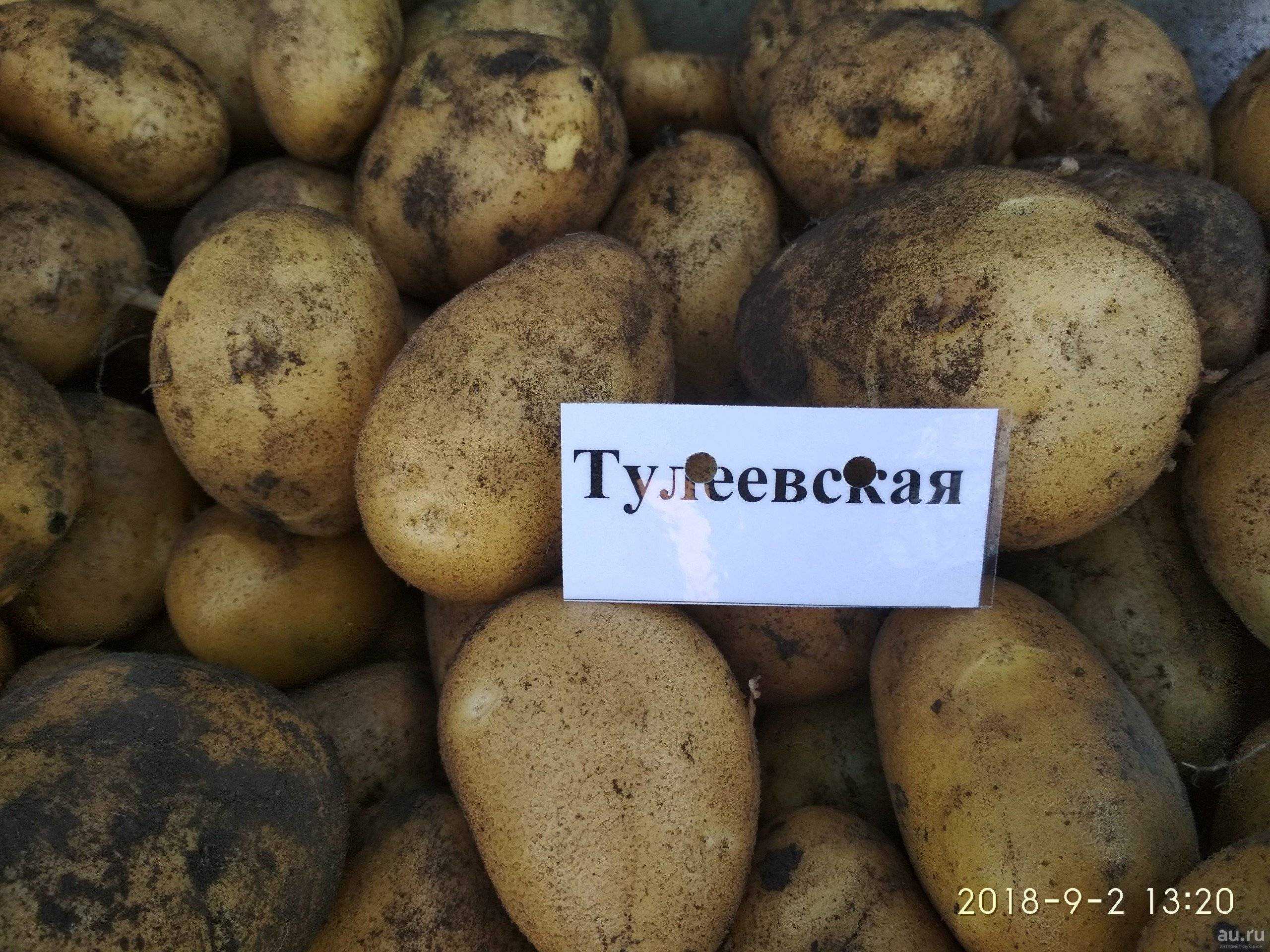Картофель тулеевский: описание сорта, фото, отзывы