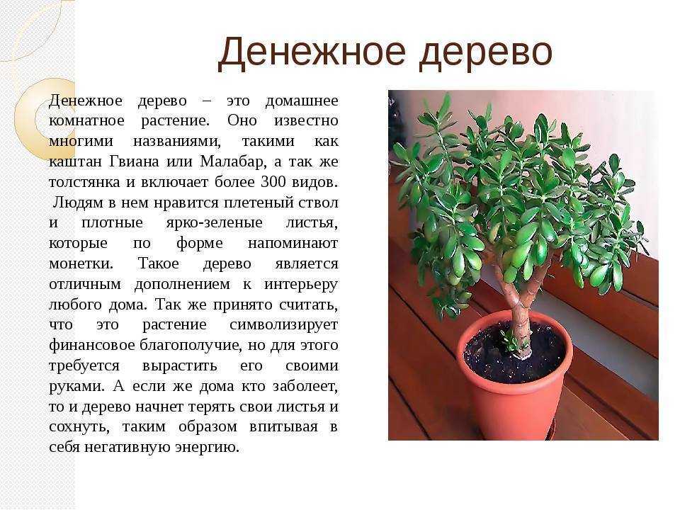 Эсхинантус уход и размножение в домашних условиях обрезка