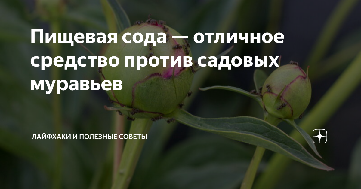 Избавляемся от муравьев на пионах