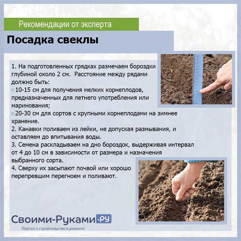 Посадка свеклы под зиму: как садить, сроки, особенности ухода, сорта