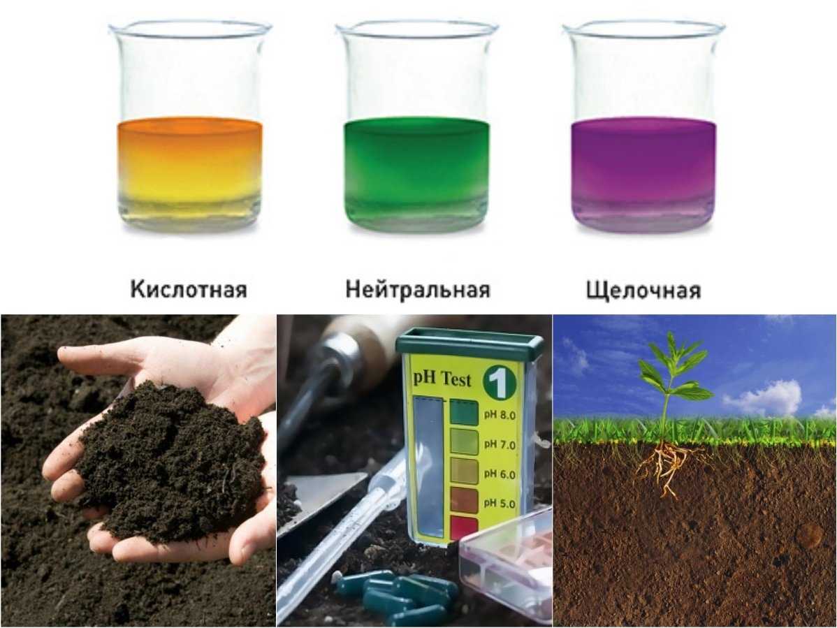 Как в домашних условиях определить кислотность почвы