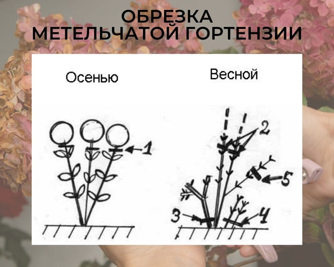 Обрезка гортензии весной для пышного