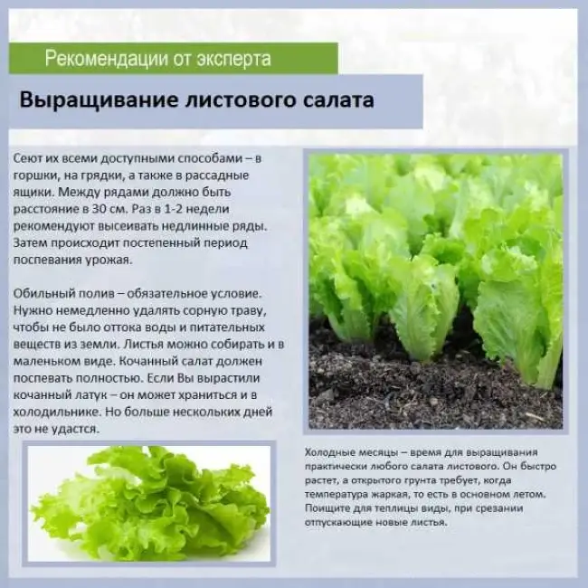 Савойская капуста польза и вред, применение, сорта