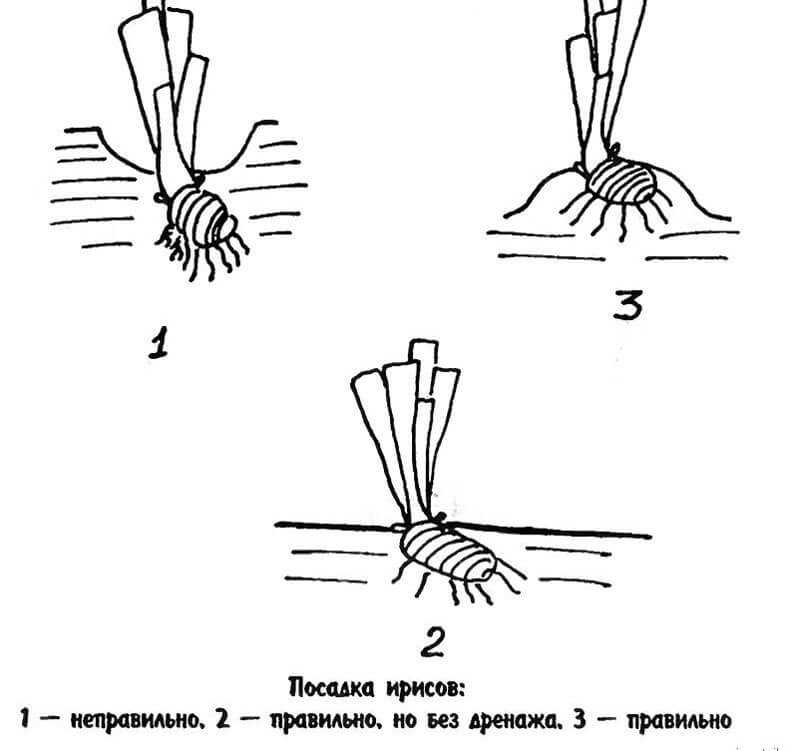 Ирисы: пересадка осенью на другое место, до какого времени