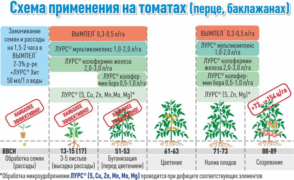 Выращивание помидоров в открытом грунте: посадка и уход в подмосковье, на урале, в сибири