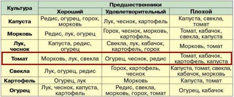 Что можно посадить на грядке после огурцов – планируем посадки на будущий год