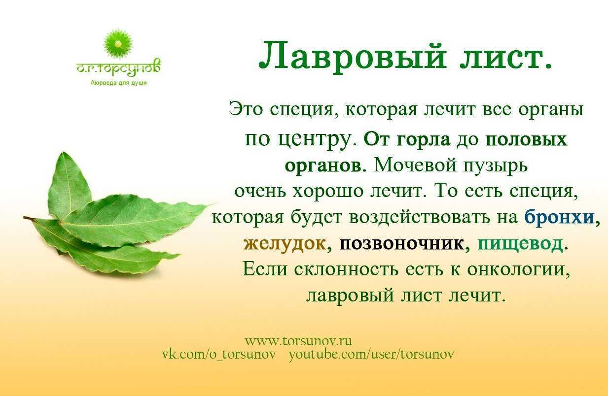 Лавровый лист магические свойства | практическая эзотерика