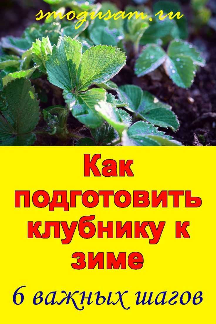 Как подготовить клубнику к зиме – 5 полезных заметок о мульчировании соломой — агроxxi