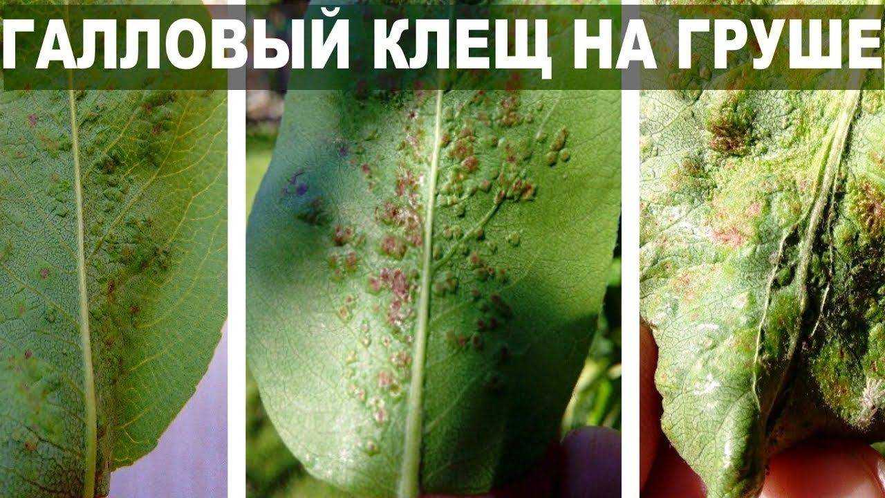 Галловый клещ