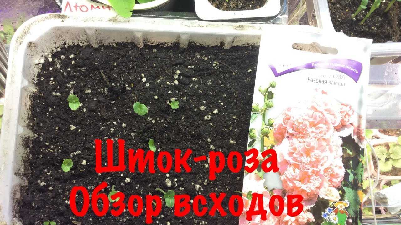 Рассада мальвы, или шток-розы: полный мастер-класс от семечка до цветения
