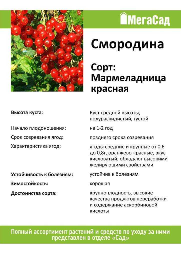 Мармеладница – высокоурожайный поздний сорт красной смородины Отличительные черты: высокая продуктивность, повышенное содержание пектина в ягодах