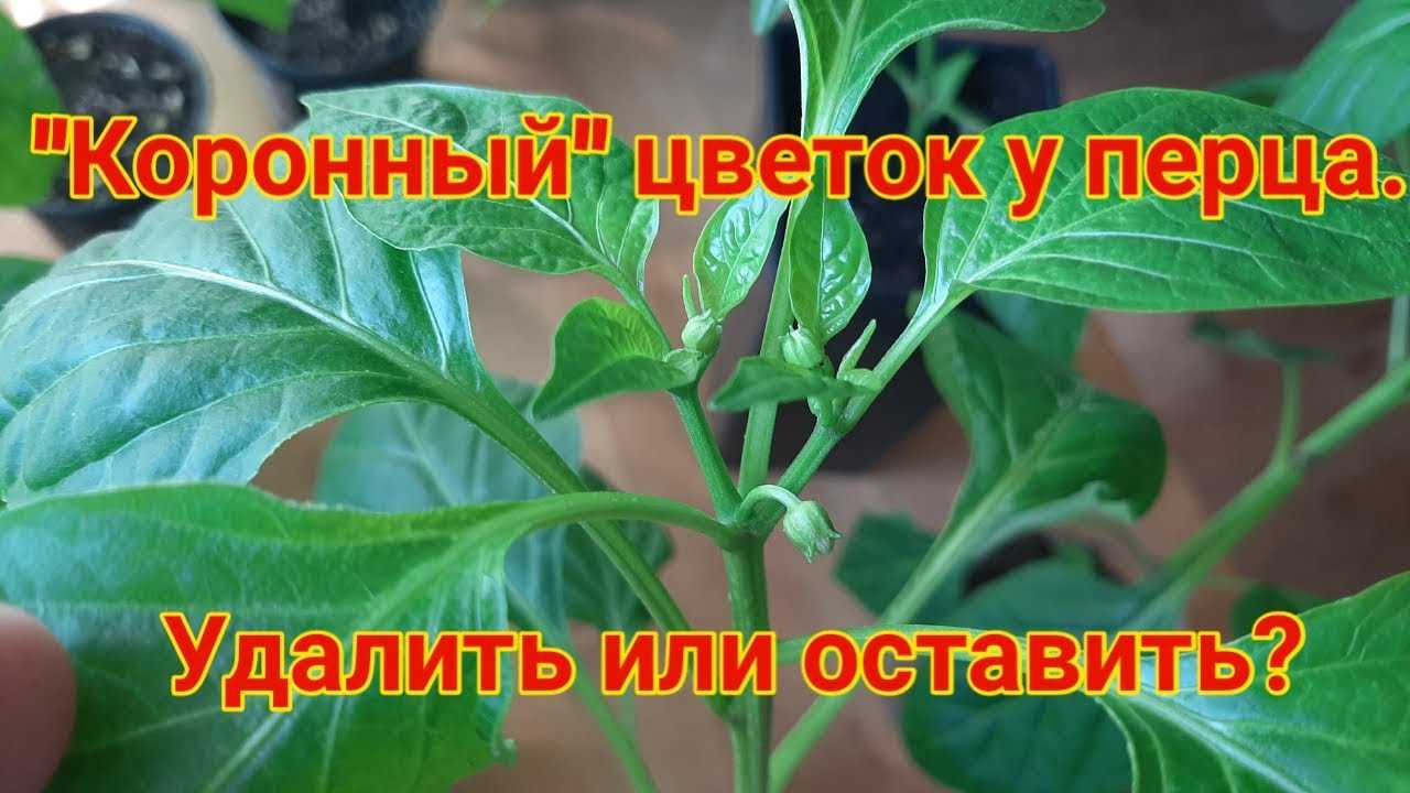 Как прищипывать перец – пошаговое руководство, схемы, фото и видео в 2023 году на гудгрунт