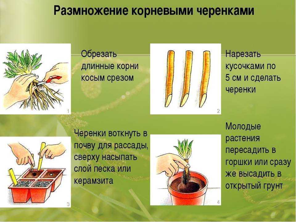 Кактус опунция: размножение, уход в домашних условиях, и как растение цветет, как его пересадить и укоренить черенки культуры?