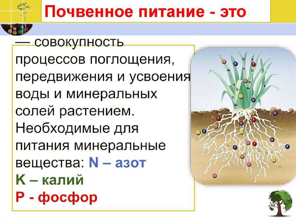 Гранулированный конский навоз – как использовать как удобрение