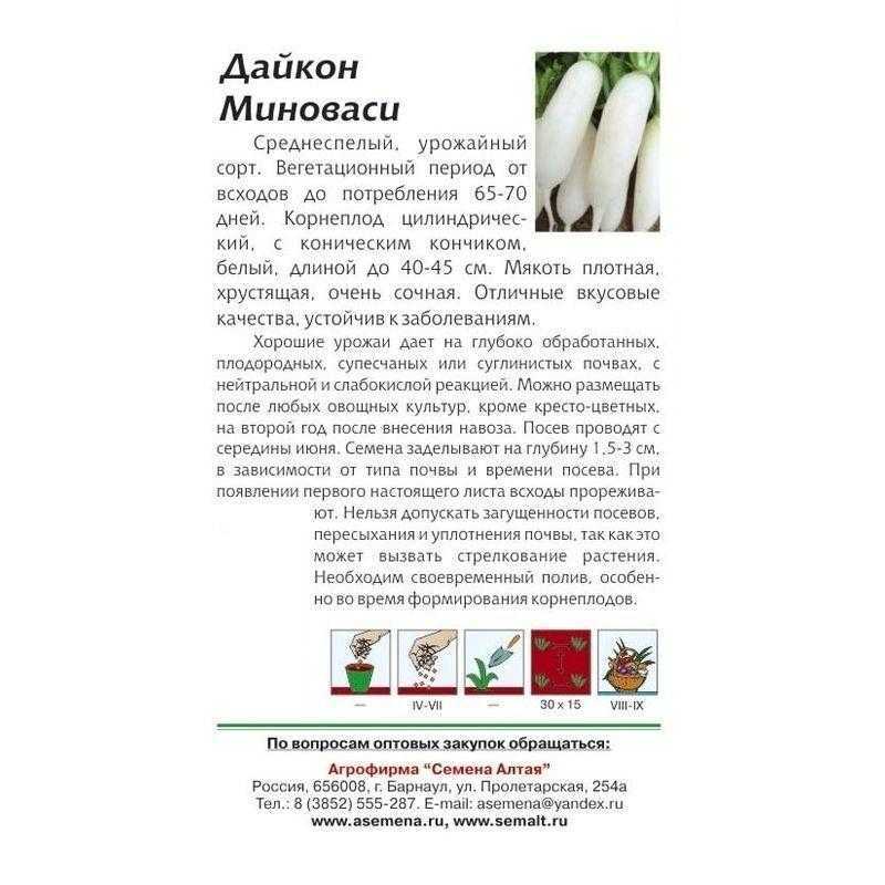 Уход и сроки посадки дайкона саша, миноваси и дубинушка
