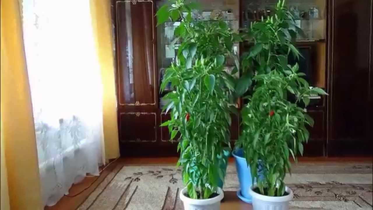 Как вырастить черный перец горошком в домашних