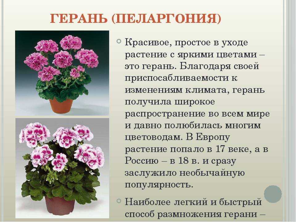Почему не цветет герань в домашних условиях, а дает только листву: что делать, если комнатная красавица растет буйно вверх, чем подкормить, устранение причин, уход selo.guru — интернет портал о сельском хозяйстве