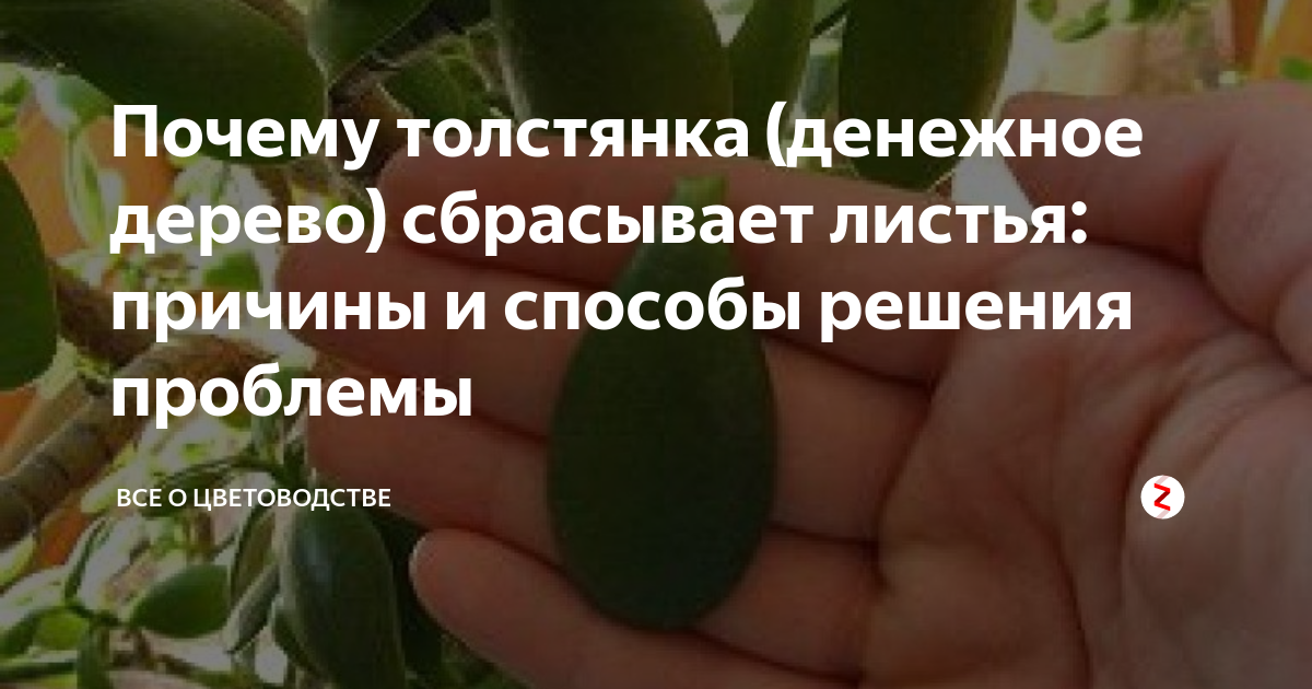 Почему у денежного дерева листья стали тонкие, мягкие, морщинистые или приобрели иной нездоровый вид? что с этим делать?