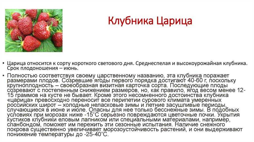 Клубника царица: описание сорта с отличными вкусовыми качествами, отзывы, фото, урожайность, посадка, размножение, выращивание и уход