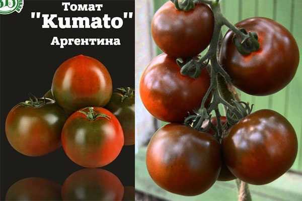 Характеристика черноплодных помидоров сорта кумато