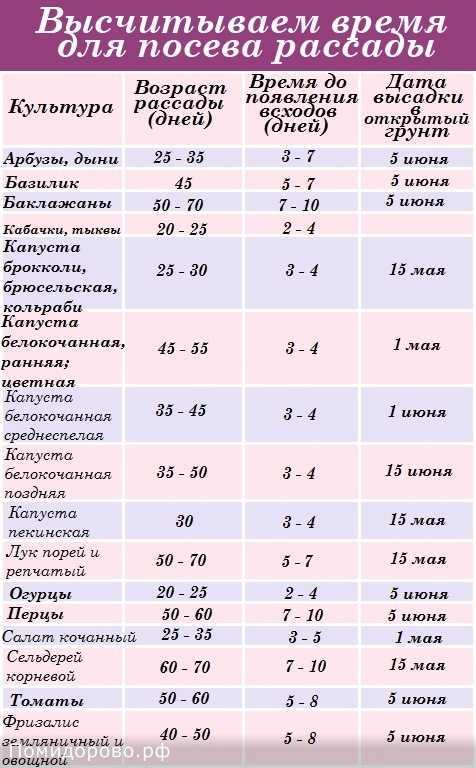 Как вырастить дыню в открытом грунте, сроки высадки рассады, полив и уход