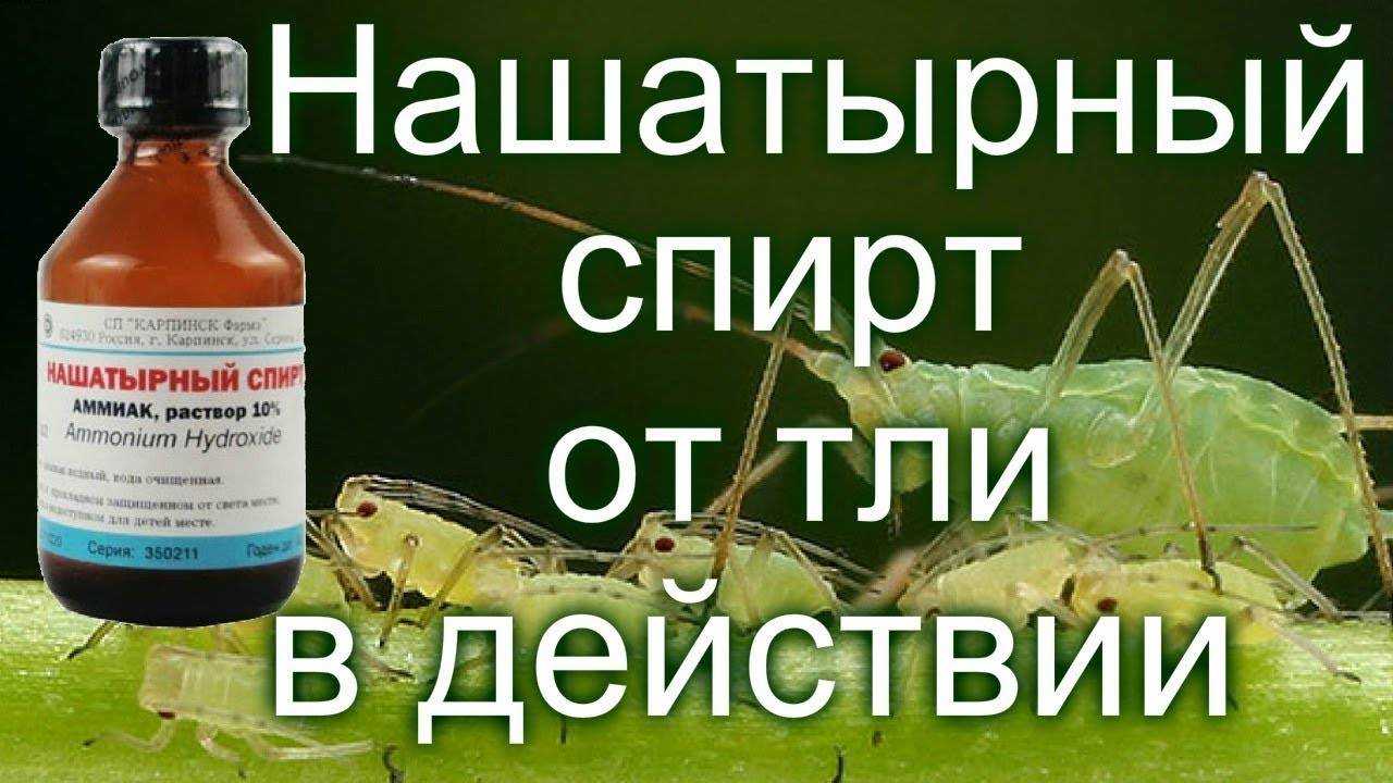 Сколько нашатырного спирта в столовой. Раствор нашатырного спирта от тли. Аммиак от тли.