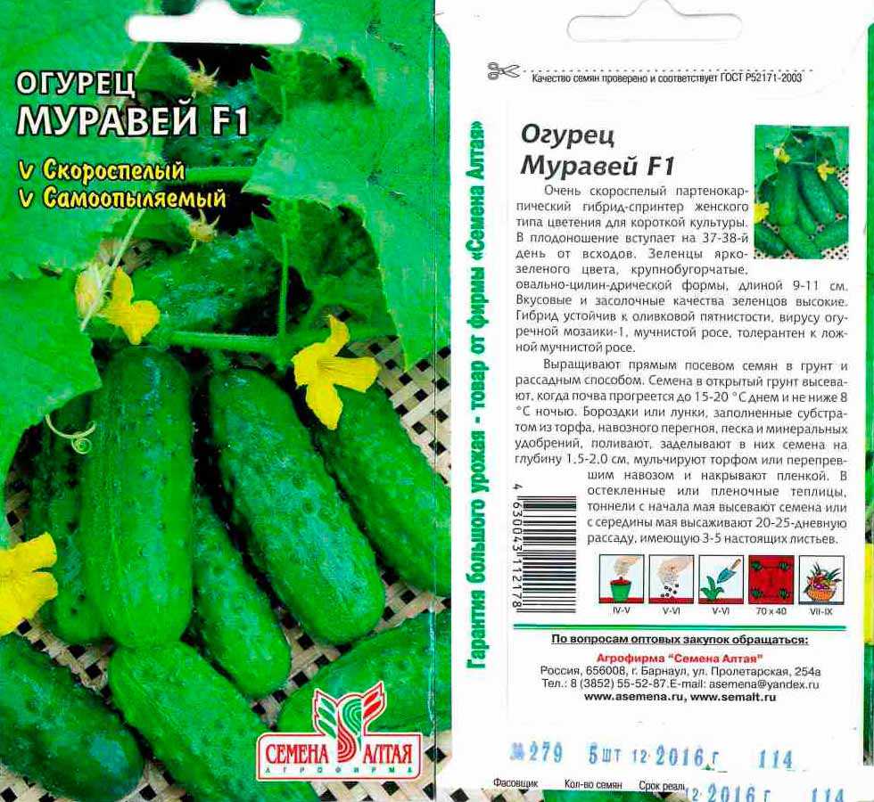 Лучшие сорта огурцов для засолки: выбрано до нас | ягодный сад, или прикладное садоводство в советах, вопросах и ответах