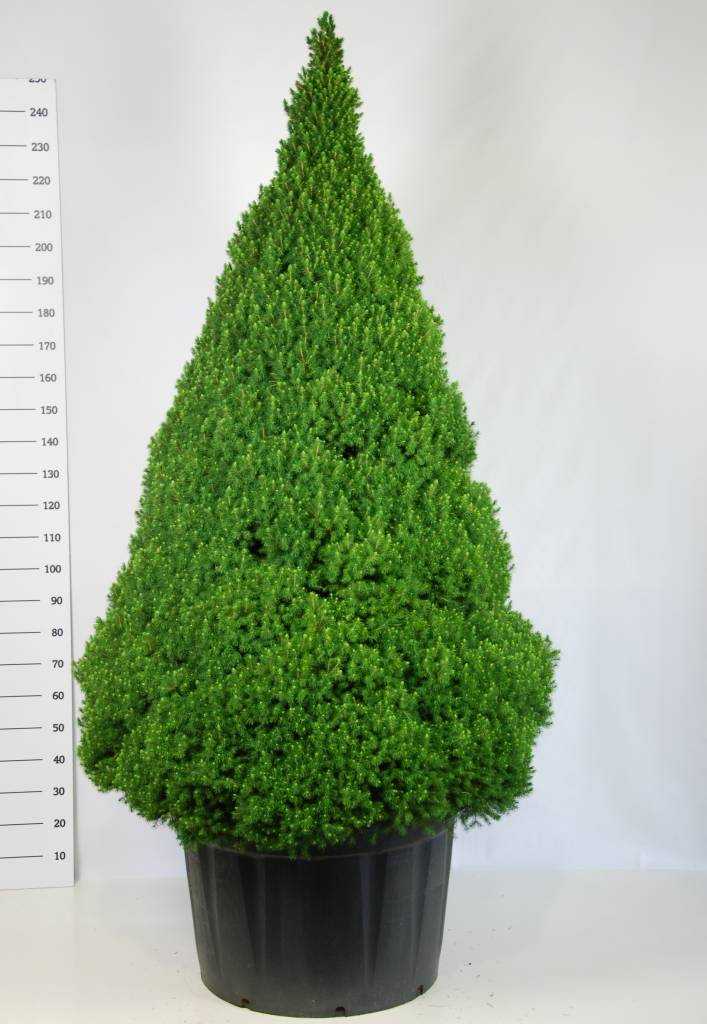 Ель пицея глаука коника (picea glauca conica): фото, уход в домашних условиях, посадка, сизая елка дома в горшке