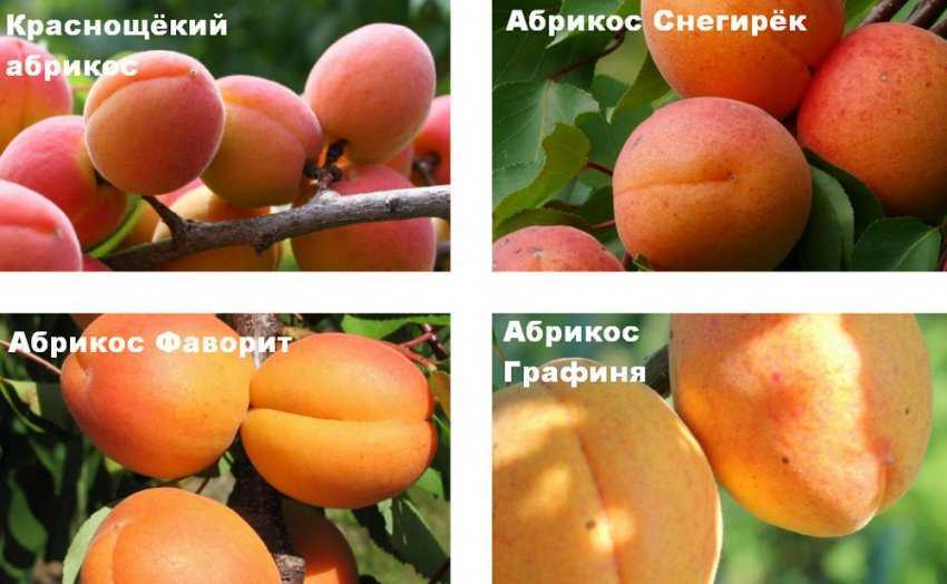 Свои абрикосы: зимостойкие сорта и формы абрикоса для выращивания в северных регионах