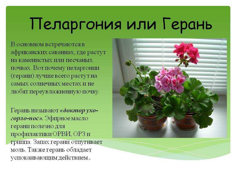 Почему не цветет герань