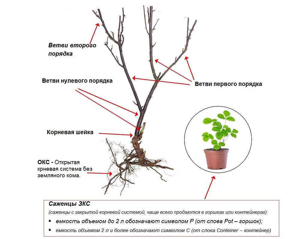 Что можно привить на сливу весной: технология прививки