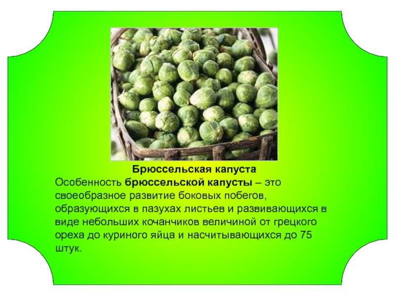Лучшие сорта брюссельской капусты