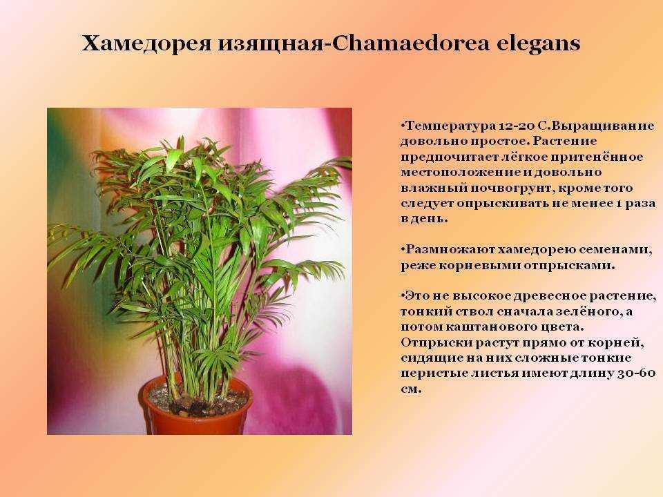 Хамедорея элеганс (изящная): уход в домашних условиях