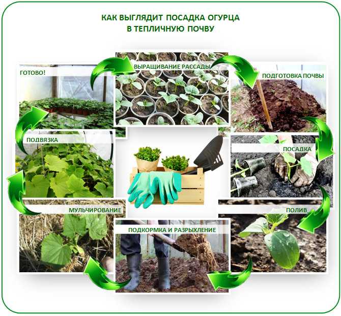 Рассада огурцов — 7 простых способов выращивания в домашних условиях