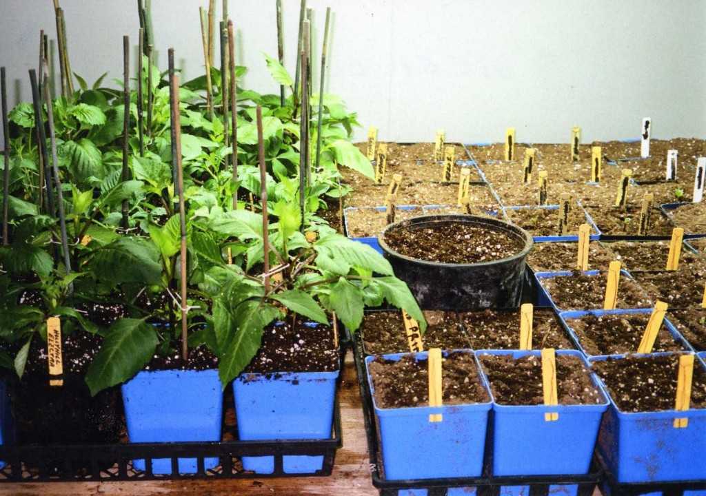 Как посадить георгины весной в открытый грунт: подробная пошаговая инструкция + видео