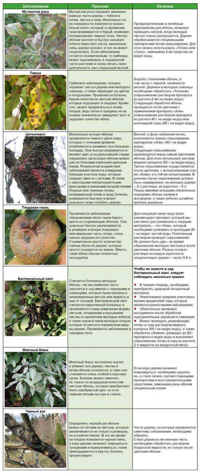 Болезнь парша: лечение и профилактика, фото, как бороться на яблоне, груше, средства и препараты