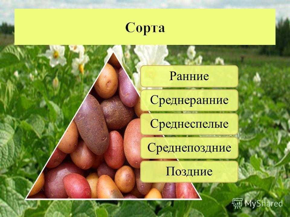 Картофель журавинка: отзывы и фото, описание сорта, выращивание, посадка и уход